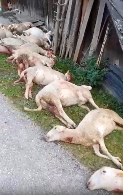 Von dem Wolf, der mutmaßlich für die Attacke verantwortlich war, fehlt bislang jede Spur. | Foto: Oismüller