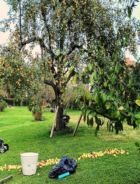 Die Obstbauern sind glücklich Kleinmengen ihre Äpfel ab 50 Kilogramm vorort von der "Mobilen Saftpresse" verarbeiten zu lassen. | Foto: Peter Seper