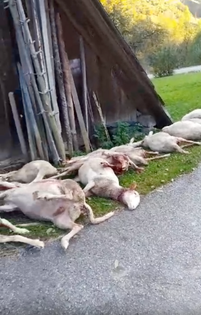 Fünf tote Schafe wurden aufgefunden, zahlreiche weitere Tiere wurden in Ybbsitz verletzt. | Foto: Oismüller