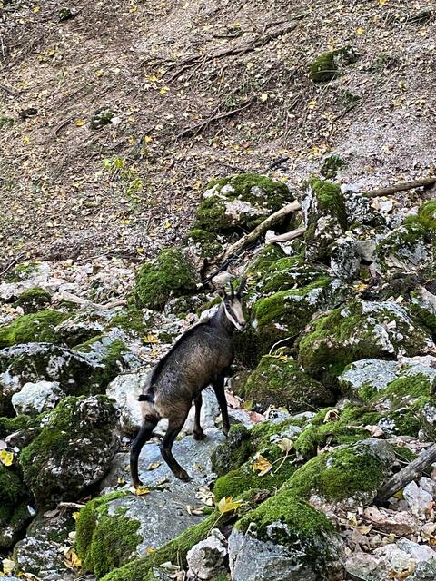 In neuer Umgebung: die Gamsgeiß namens Burgi. | Foto: privat