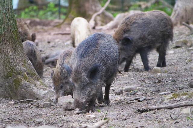 50 Prozent der in Kärnten bejagten Wildschweine werden im Bezirk St. Veit erlegt. | Foto: stock.adobe.com/Martin