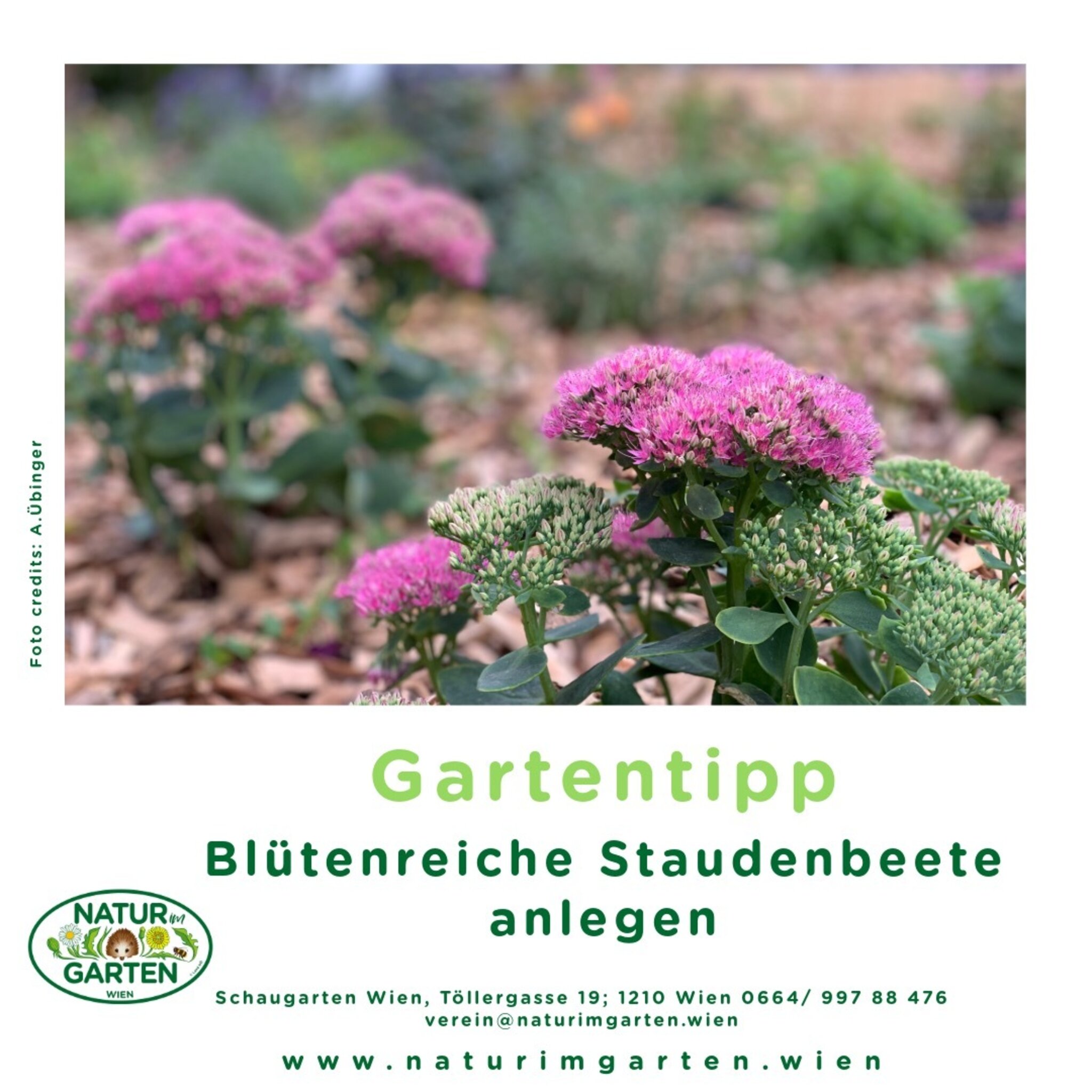 Natur im Garten Tipp Blütenreiche Staudenbeete bieten laufen Nahrung