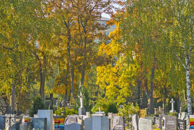Am Welser Friedhof finden wieder einige Gedenkveranstaltungen statt. | Foto: Stadt Wels