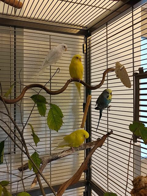 Die süßen Wellis suchen ein Zuhause. | Foto: Ache Wels