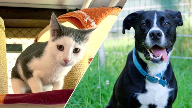 Ori und seine zwei Kumpels Bubbles und Misty sowie Mischlingsrüde Charly suchen ein neues Zuhause. | Foto: Tierschutzverein Tirol