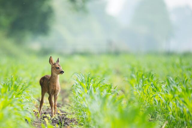 Aludosen verursachten den Tod dreier Rehe (Symbolbild). | Foto: Vincent van Zalinge/Unsplash