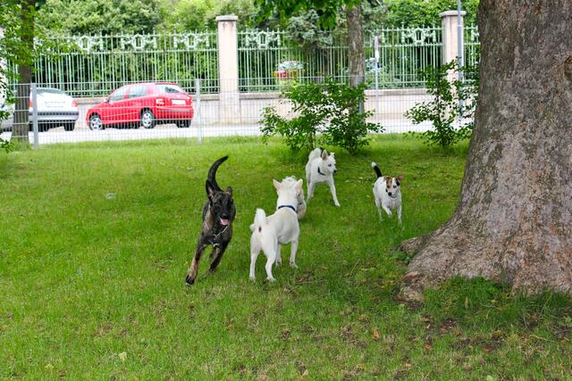 Anwohnerinnen und Anwohner in Stammersdorf haben schon vor längerer Zeit eine Hundezone gefordert, die Errichtung erweist sich allerdings als nicht so einfach. | Foto: Ulrike Kozeschnik-Schlick