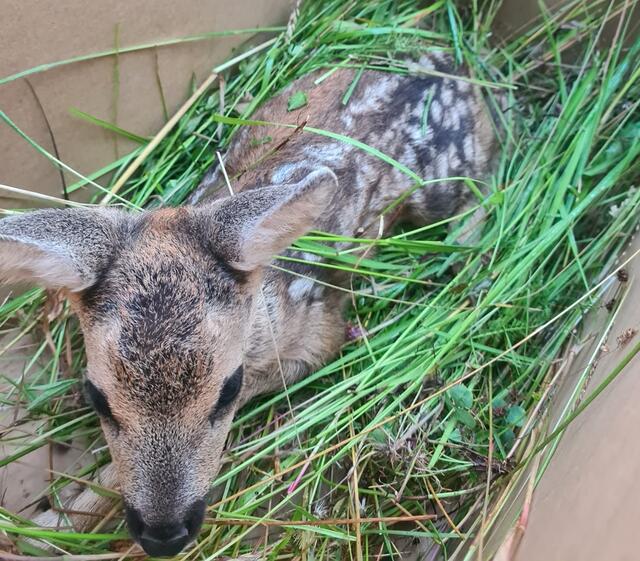 Der Einsatz von Drohnen mit Wärmebildkameras rettete heuer in Güssing insgesamt 20 Rehkitze vor dem Tod. | Foto: Stadtgemeinde Güssing