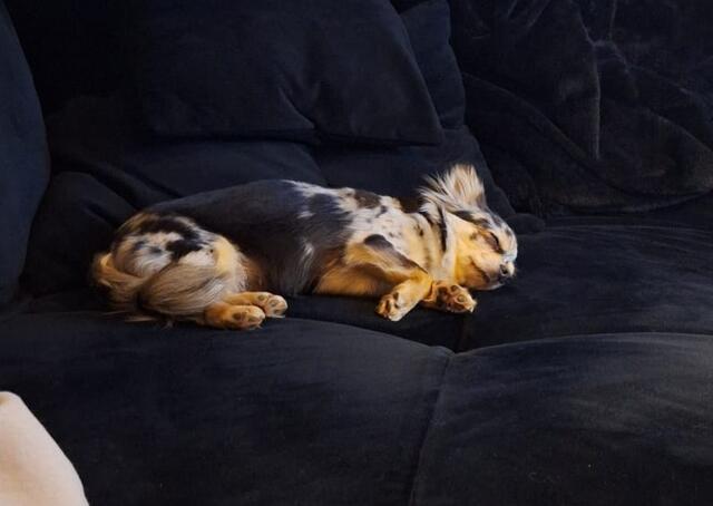 Chihuahua-Hündin Tiffany wurde in Bad Ischl vom Nachbarhund getötet. | Foto: Pfotenhilfe Lochen