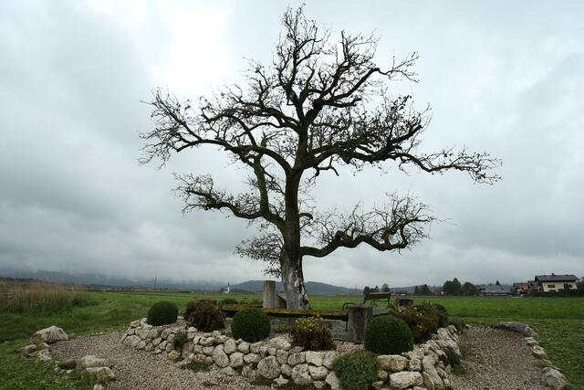 2015 ist der Walser Birnbaum leider eingegangen. Mittlerweile hat die Gemeinde einen neuen Baum gepflanzt. | Foto: Franz Neumayr/SB