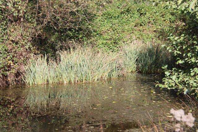 Feuchtgebiete an fließenden oder stehenden Gewässern sind wichtiger Lebensraum. | Foto: Martin Wurglits