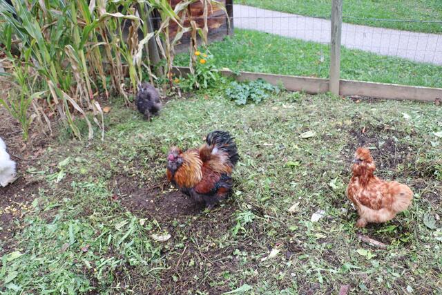 Echte Hühner im Garten des Pflegewohnhauses Hitzendorf. | Foto: Edith Ertl
