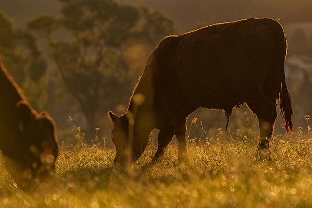 Friedlich grasen die Moorochsen auf den Wiesen. Ihr Fleisch gilt als Delikatesse. | Foto: Verein "Rund ums Moor"
