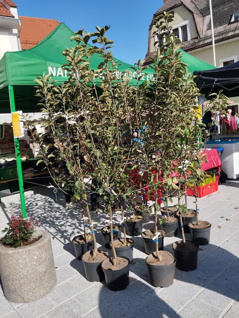 Streuobstbäume | Foto: Veronika Frank