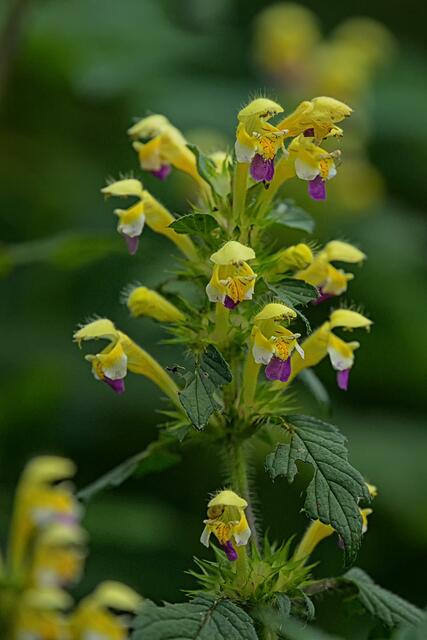 Foto: Verein "Rund ums Moor"
