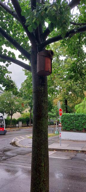 Diese Baumscheibe dürfte lt. dem Stadtplan frei sein und doch ist am Baum ein Nistkasten angebracht. | Foto: Zuzana Kobesova 2025