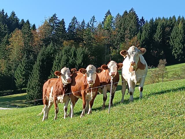 Bis zu 21 Grad kann es am Wochenende in Teilen Österreichs bekommen. | Foto: Martina Fölser 