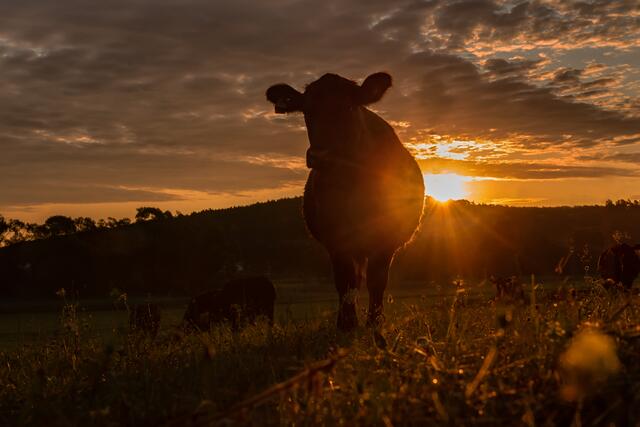 Foto: Verein "Rund ums Moor"