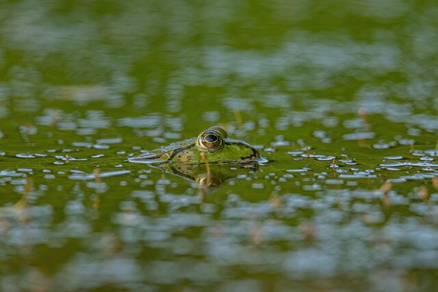 Foto: Verein "Rund ums Moor"
