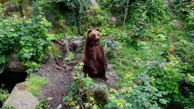 "Kommissar Bär" | Foto: © ATV