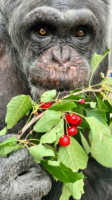 Schimpanse Thomas, geboren 1984, war 11 Jahre in Labordiensten. Heute genießt er sein neues Leben in Gut Aiderbichl. | Foto: Gut Aiderbichl