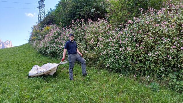 Massenbestand von Drüsigem Springkraut hemmt die Verjüngung von Gehölzen. Behandelte Flächen müssen kontrolliert werden. Maßnahmen über 4 Jahre sind empfohlen. | Foto: Tiroler Bergwacht - Einsatzstelle Stubai