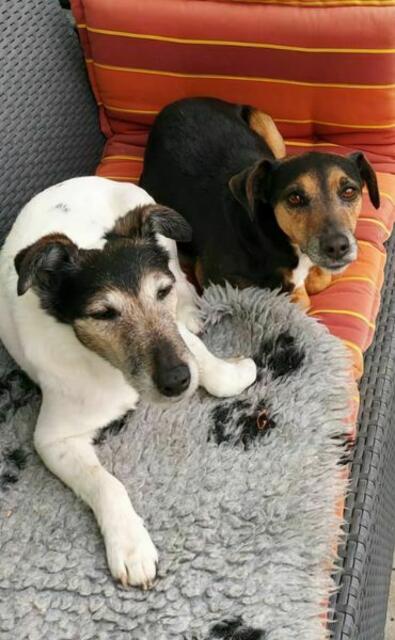 DRINGENDER NOTFALL
Das Frauli der beiden Hündinnen ist vor kurzem verstorben.
Nun suchen Sie GANZ DRINGEND ein neues, liebevolles zu Hause.
STELLA, ein Foxterrier ist 12 Jahre und SHIVA, ein Mischling ist ca. 6 bis 7 Jahre.
Beide sind gechippt, geimpft und kastriert.
Da Shiva etwas ängstlich ist und sehr an Stella hängt, sie sieht sie als ihre Mama, wollen wir für die beiden GEMEINSAM ein Plätzchen finden.
Sie sind mit Katzen aufgewachsen und vertragen sich auch mit anderen Hunden.
Kontakt: 0664/1276603 | Foto: Pfotenhilfe Tulln