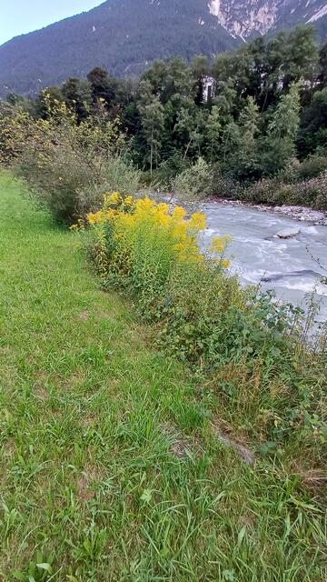 Kanadische Goldrute, oft an Böschungen, in Schottergruben oder Austandorten | Foto: Tiroler Bergwacht - Einsatzstelle Stubai