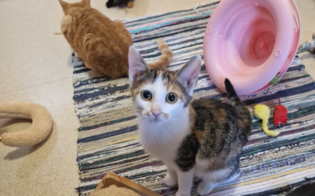 Derzeit suchen viele Jungkatzen ein neues Zuhause. | Foto: Tierheim Murtal