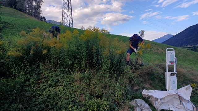 Die Pflanzen werden ausgerissen, wobei möglichst viele unterirdische Teile mit entfernt werden sollten. | Foto: Tiroler Bergwacht - Einsatzstelle Stubai