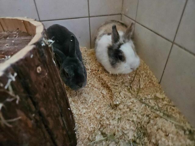 Die Tiere wurden einfach ausgesetzt. | Foto: TSV St. Pölten