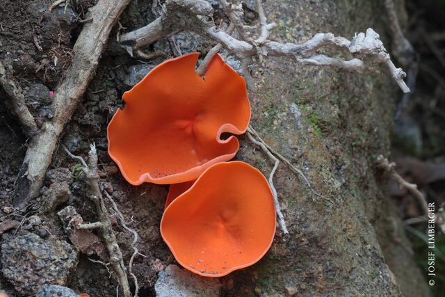 Gemeiner Orangebecherling; © Josef Limberger 