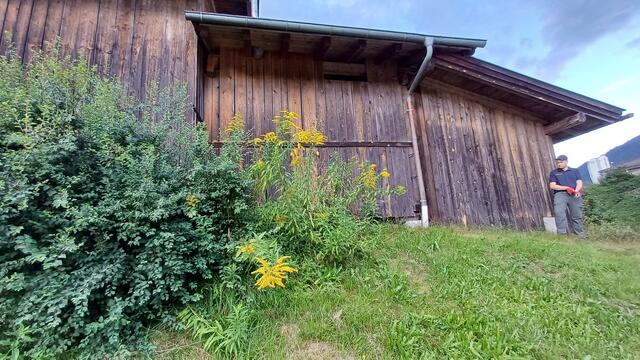 Kanadische Goldrute weit verbreitet - Herkunft Nord-Amerika. Erstnachweis in Europa 1645, in Tirol seit ca. 1900 | Foto: Tiroler Bergwacht - Einsatzstelle Stubai