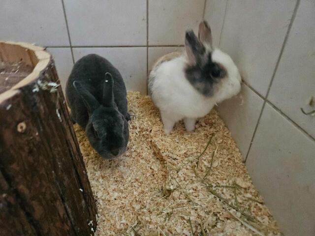 Sie suchen nun ein artgerechtes Zuhause. | Foto: TSV St. Pölten