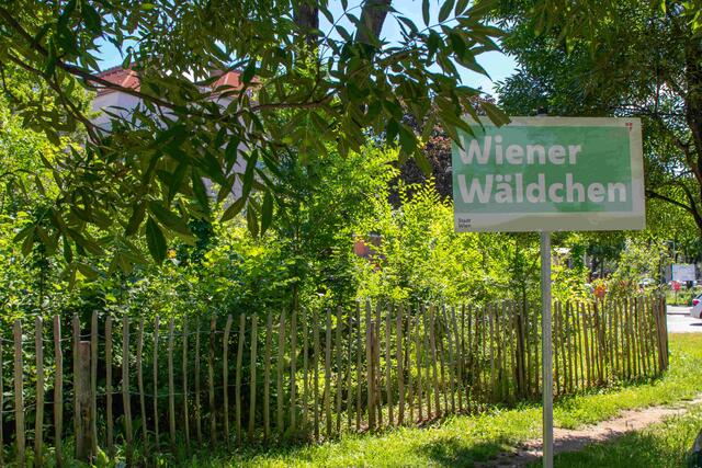 Das "Wiener Wäldchen" ist ein Mini-Wald, der durch dicht gepflanzte, schnell wachsende Bäume und Sträucher auf kleinen Flächen im Stadtgebiet entsteht. | Foto: Stadt Wien