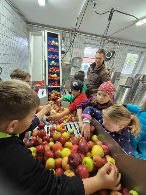 Die Kids beim Sortieren der Äpfel. | Foto: Nikowitz