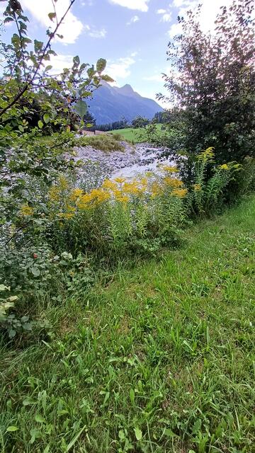 Goldrute oft entlang der Gewässerufer | Foto: Tiroler Bergwacht - Einsatzstelle Stubai
