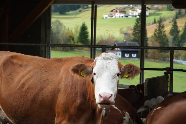 Foto: Nicole Hettegger