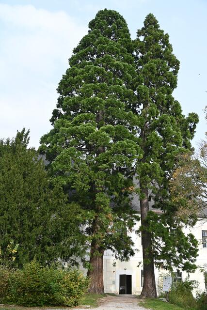 Naturdenkmal Mammutbäume