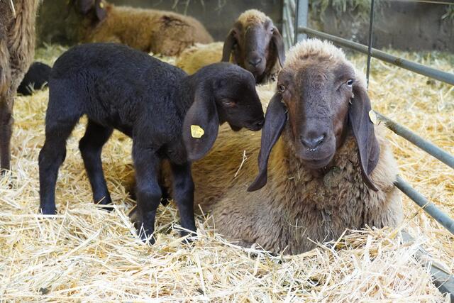 Foto: Magdalena Gautsch/LFS Tamsweg