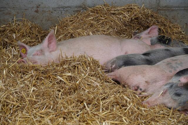 Foto: Magdalena Gautsch/LFS Tamsweg