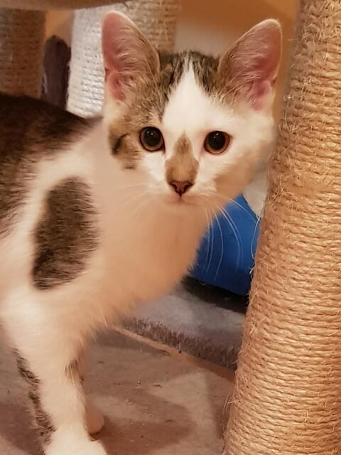 Foto: TSV Katzenjammer