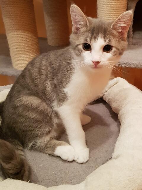 Dieses und zahlreiche weitere Kätzchen suchen dringend neue Plätze.  | Foto: TSV Katzenjammer
