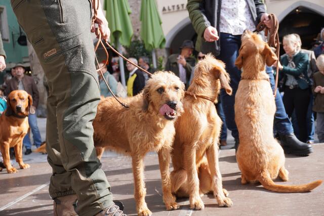 Bei der Präsentation der Jagdhunde konnte man unterschiedliche Hunderassen begutachten.  | Foto: Alicia Martin Gomez