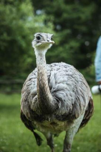 "Franzi" das Nandu aus Weppersdorf. | Foto: Andreas Nussbaumer