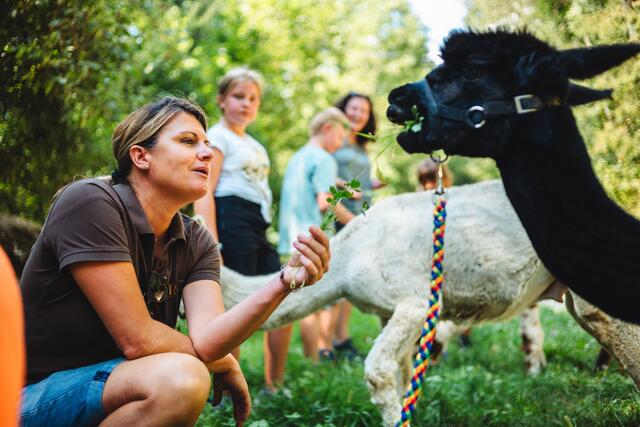 Auf dem Hof von Quality Alpaca wird jetzt eine Alpaka-Yoga-Einheit angeboten. | Foto: Knabl/Tribondeau