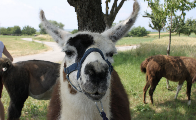 Wandern mit flauschiger Begleitung ist in Donnerskirchen möglich. | Foto: RegionalMedien