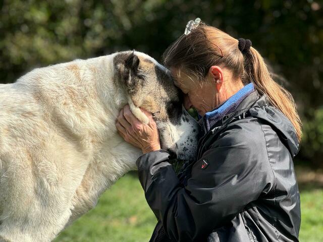 Zwei Herzen – eine Liebe. Der zentralasiatische Herdenschutzhund Simba aus dem Welser Tierheim und die Tierärztin Katharina aus Purkersdorf haben sich gefunden. | Foto: Migl