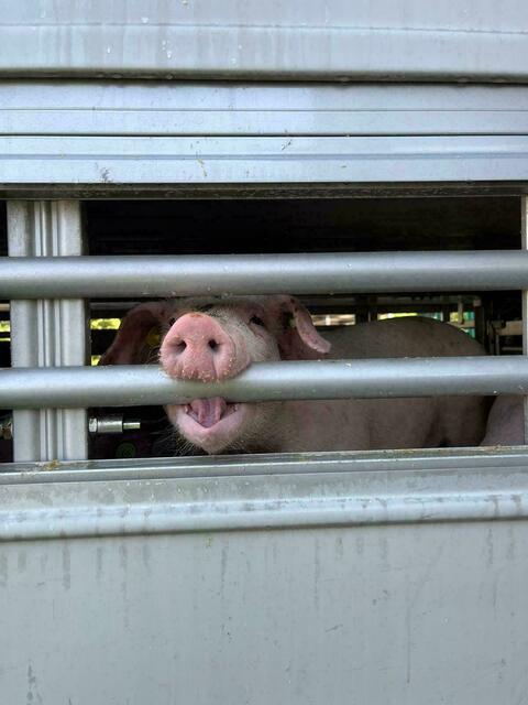 Bei der Kontrolle eines Tiertransporters in Radfeld konnten eine Überladung des Gesamtgewichtes, Übertretungen der Fahrzeiten, sowie gravierende Übertretungen in der Haltung der geladenen Schweine festgestellt werden. (Symbolfoto) | Foto: Schweighofer