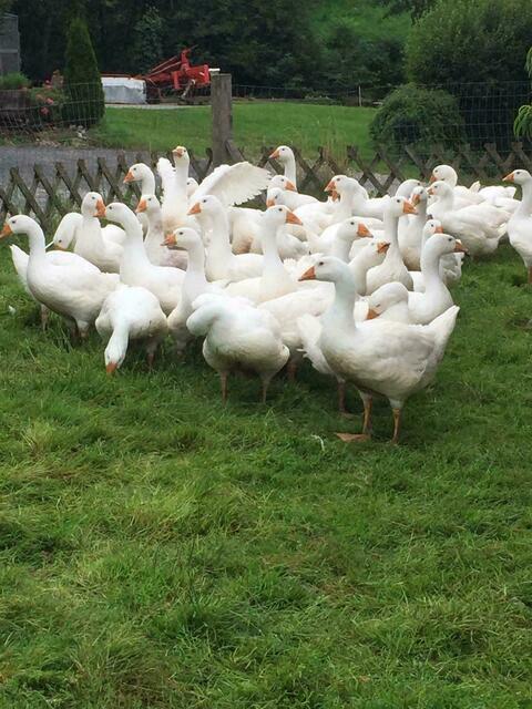 Knapp fünf Monate genießen die Bio-Gänse Weideflächen, Fließwasser und Biofutter am Hof. | Foto: Privat